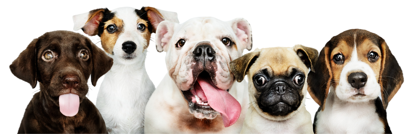 dog-group-img