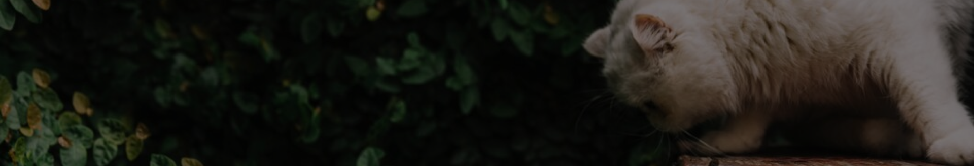 headerblock-img