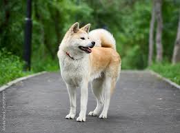pet-img