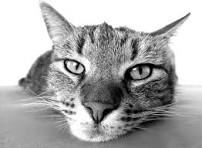 shelter profile
