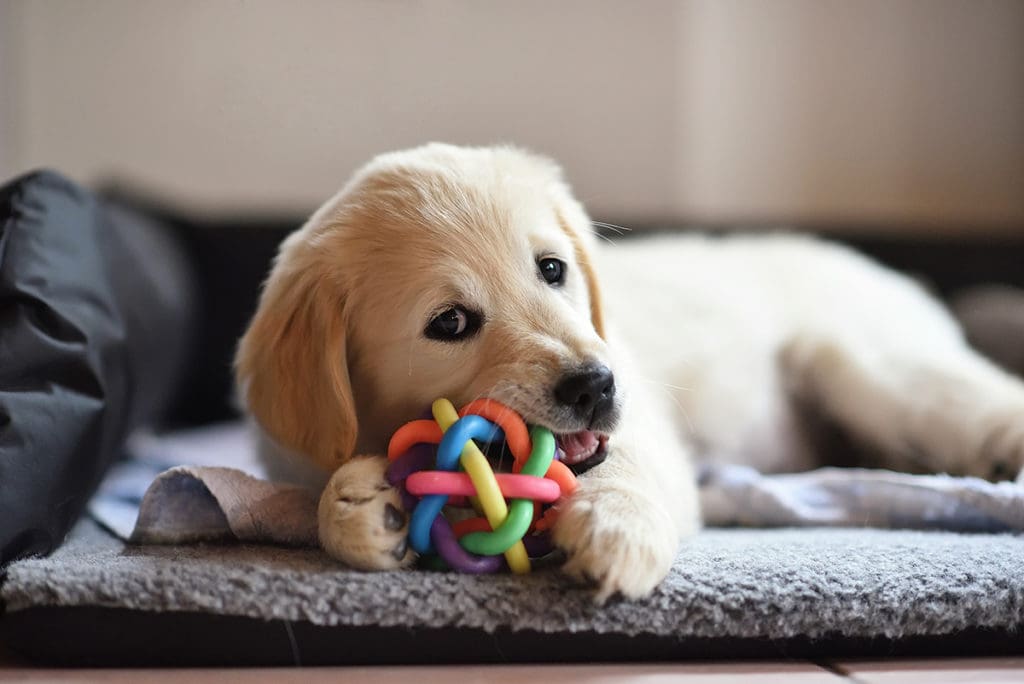 pet-img