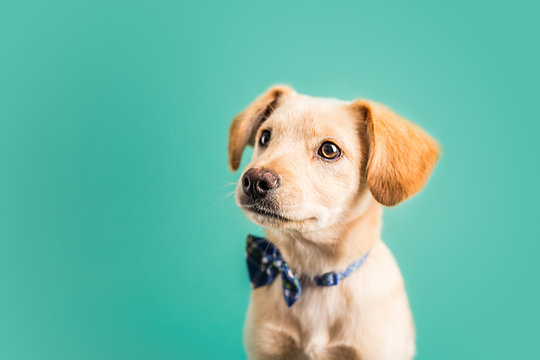 pet-img