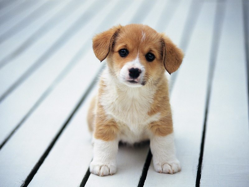pet-img