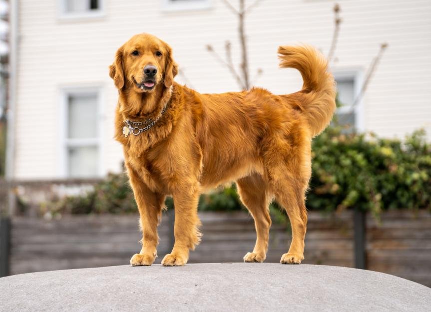 pet-img